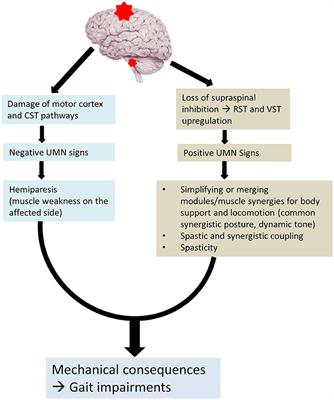 Post-stroke Hemiplegic Gait: New Perspective and Insights